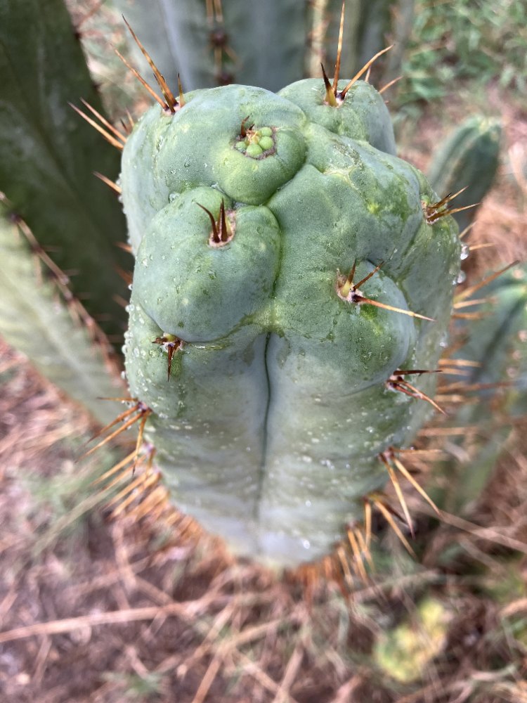 Close view of a green Kimnach x (02 x 01) cactus tip with orange spines in a garden