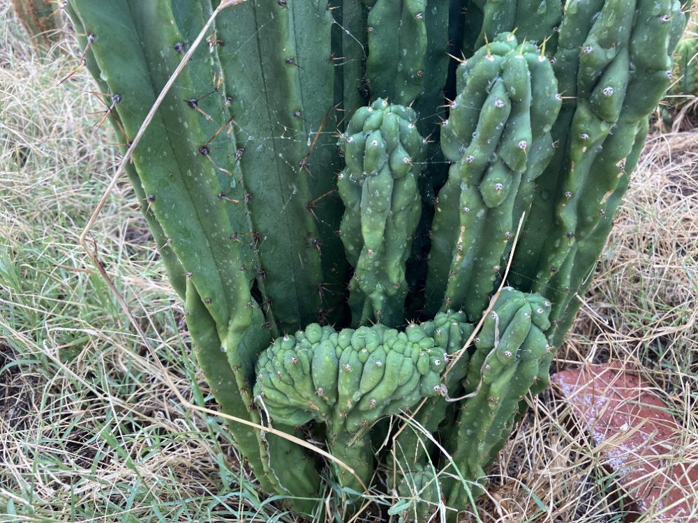 Single Spine cactus columns with wavy ribs and sparse orange spines in the collection