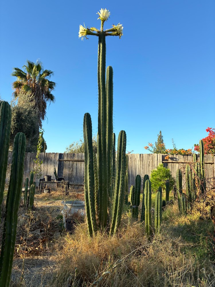 Tall branching Wowie x Yowie cactus with pale flowers against a blue sky
