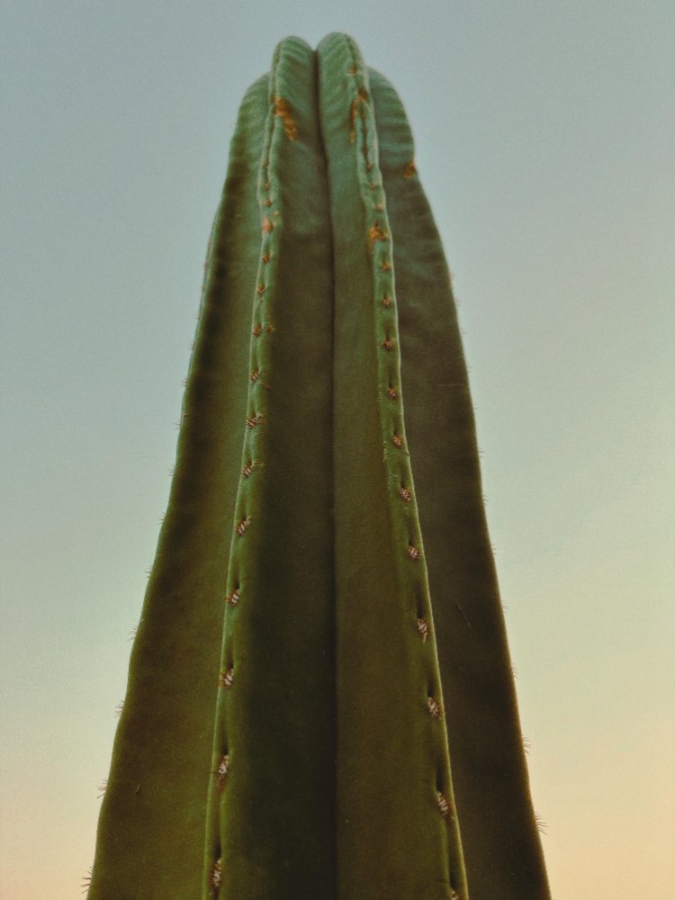 Close view of tall Sacred Central Valley cactus ribs and short spines against the sky
