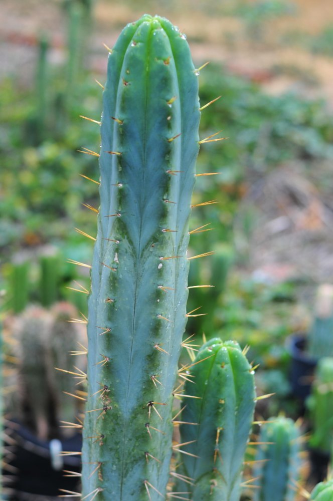 Close view of blue-green SS02 cactus ribs with prominent spines in the collection