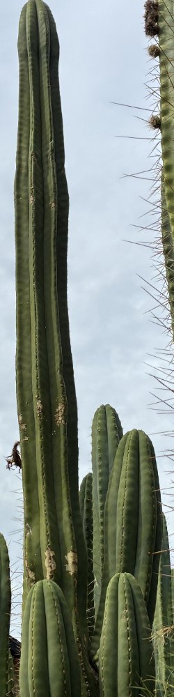 Tall Sacred Central Valley cactus columns and branching growth against an overcast sky