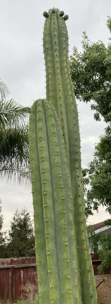 Tall green ribbed cactus columns with short spines and branching near the top in an outdoor garden
