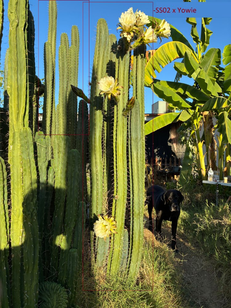 Garden view of flowering cactus columns with the SS02 x Yowie columns marked in the photograph