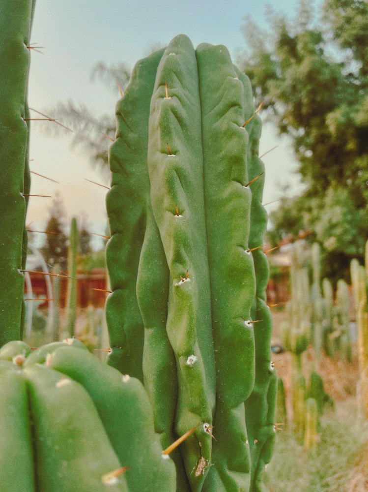 Close view of a green cactus column with wavy ribs and sparse orange spines