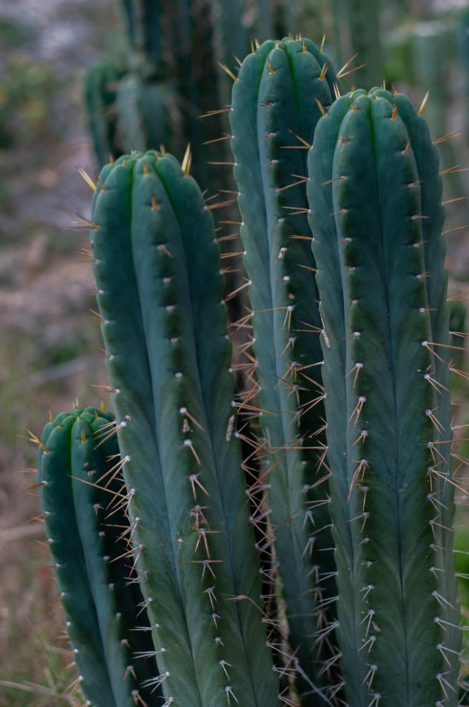 Close view of SS02 x Yowie cactus growth in the collection