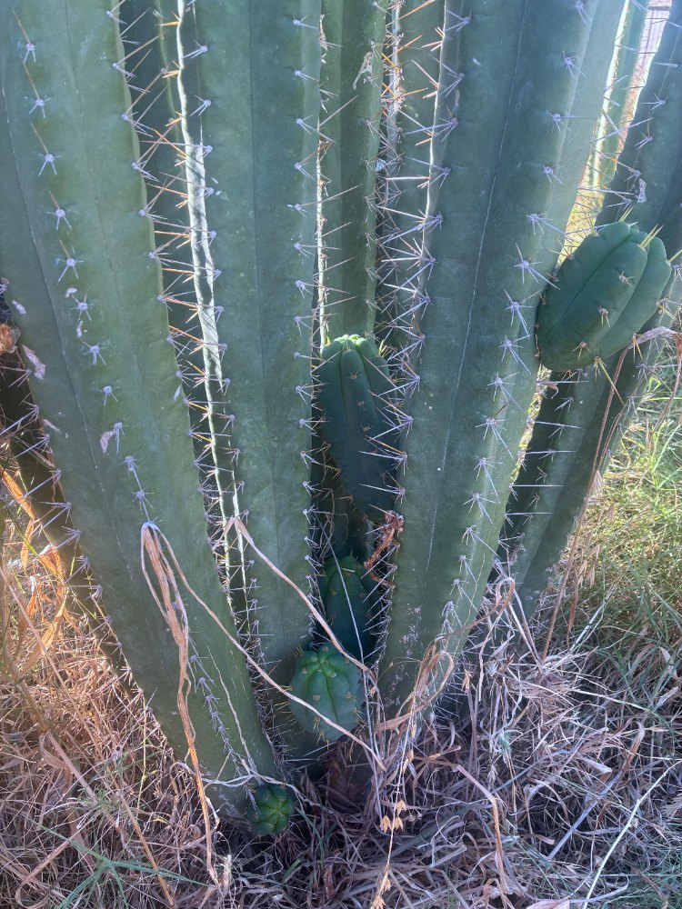 Cluster of tall green cactus columns with long spines and small side shoots