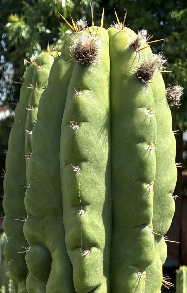 Close view of broad green cactus ribs with spines and woolly buds near the tip