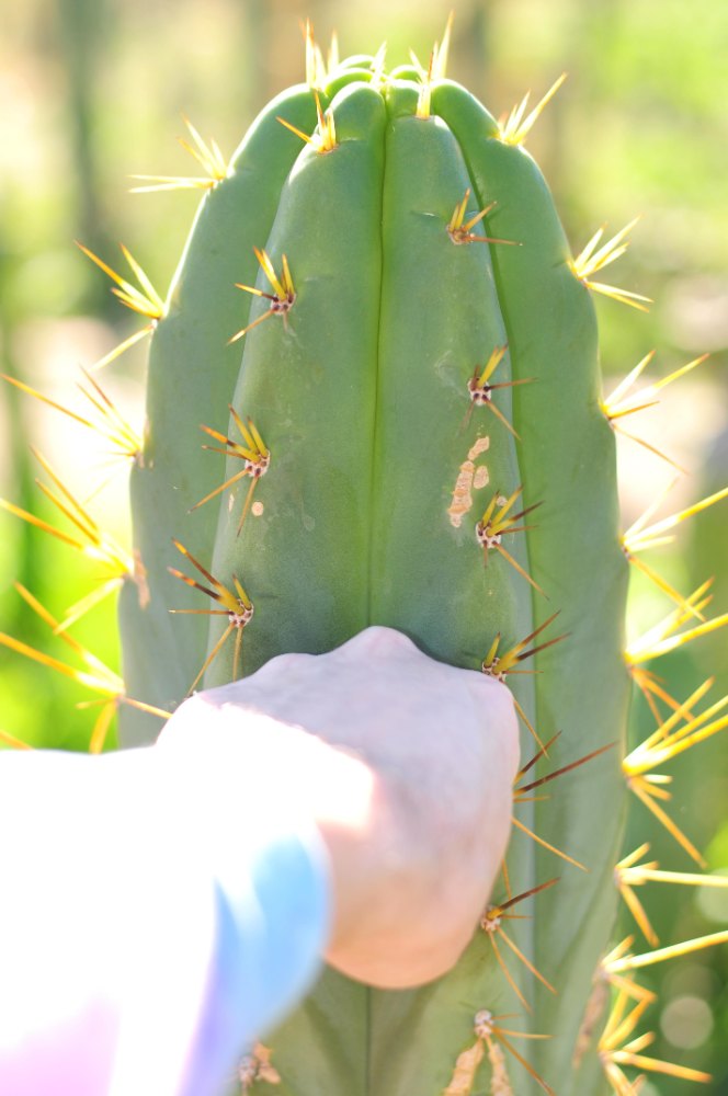 Close view of a green cactus column with yellow-orange spines and visible surface marks