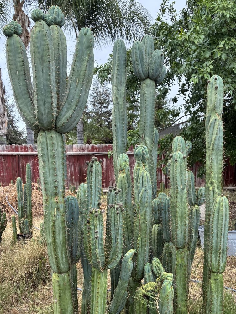 Tall cactus columns with branching and irregular growth in an outdoor collection