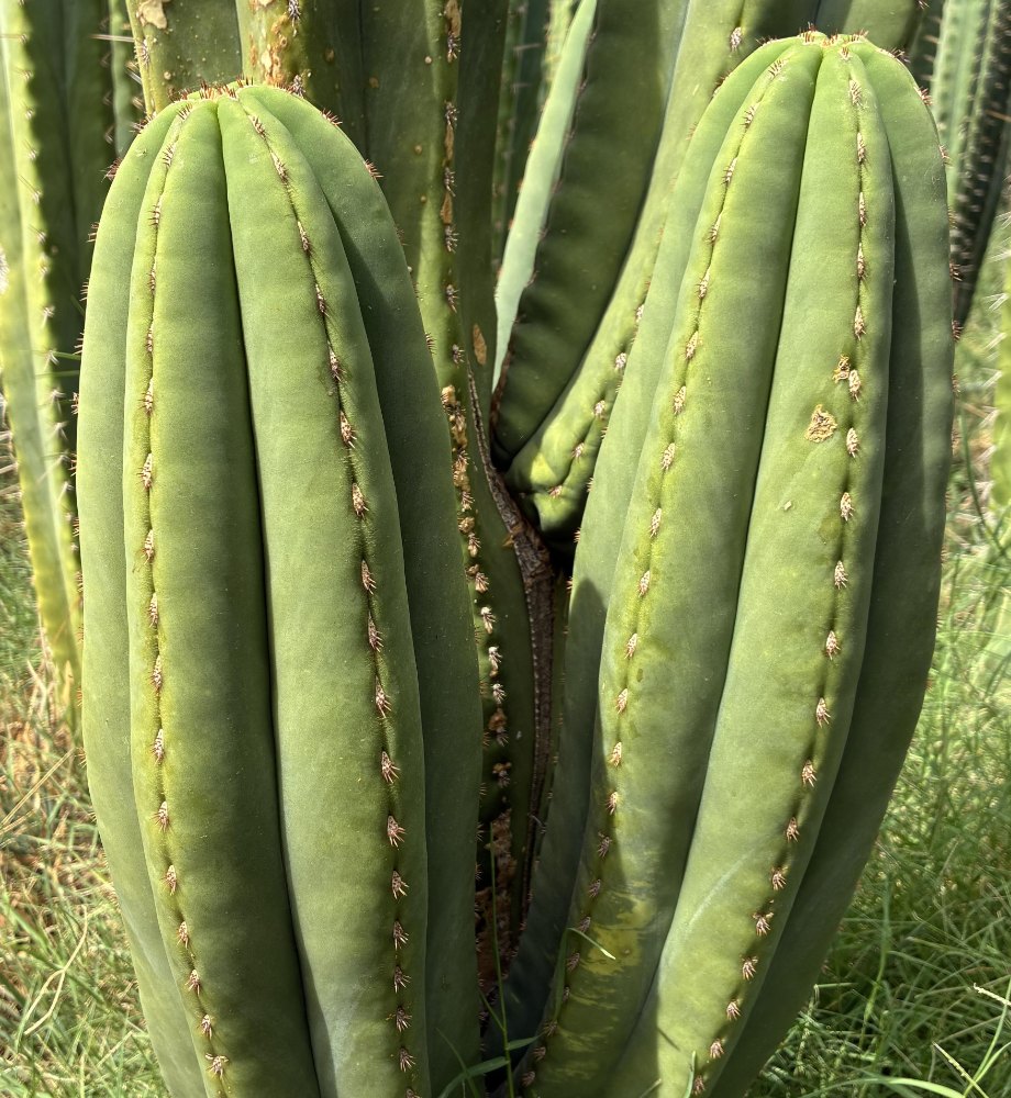 Two broad green ribbed cactus columns with short spines in a garden
