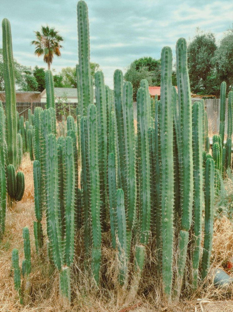 A group of slender upright cactus columns in an outdoor collection