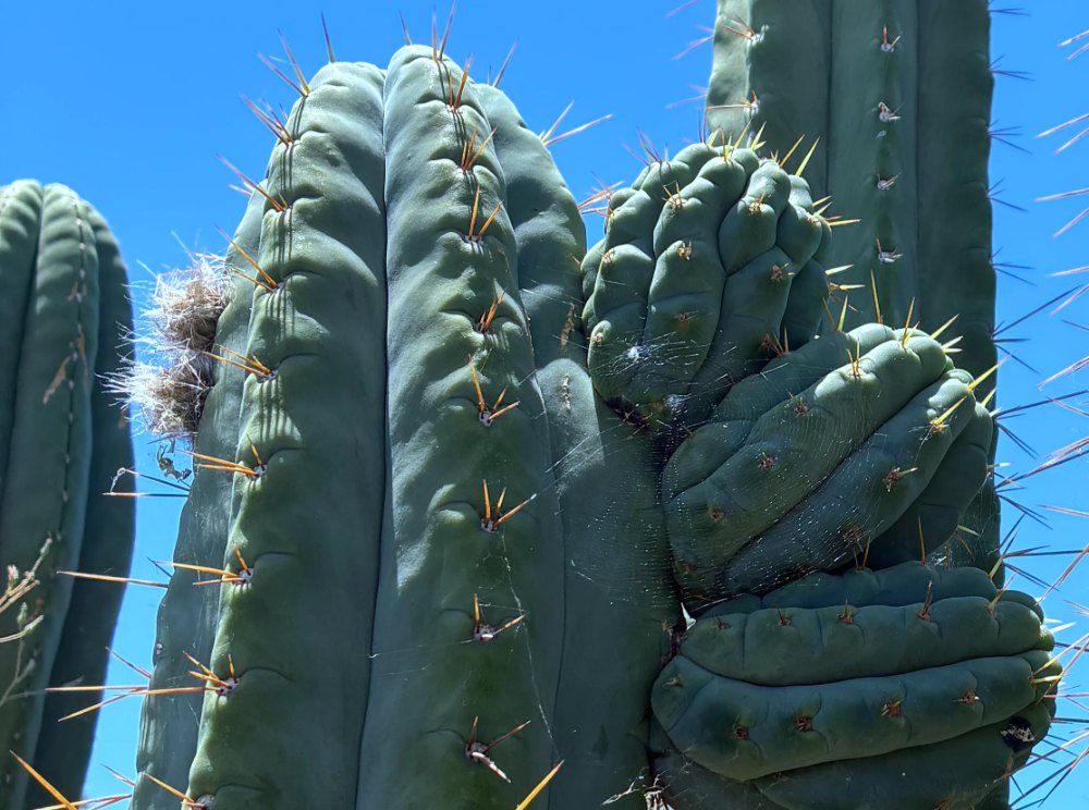 Blue-green ribbed cactus columns with orange spines against a blue sky