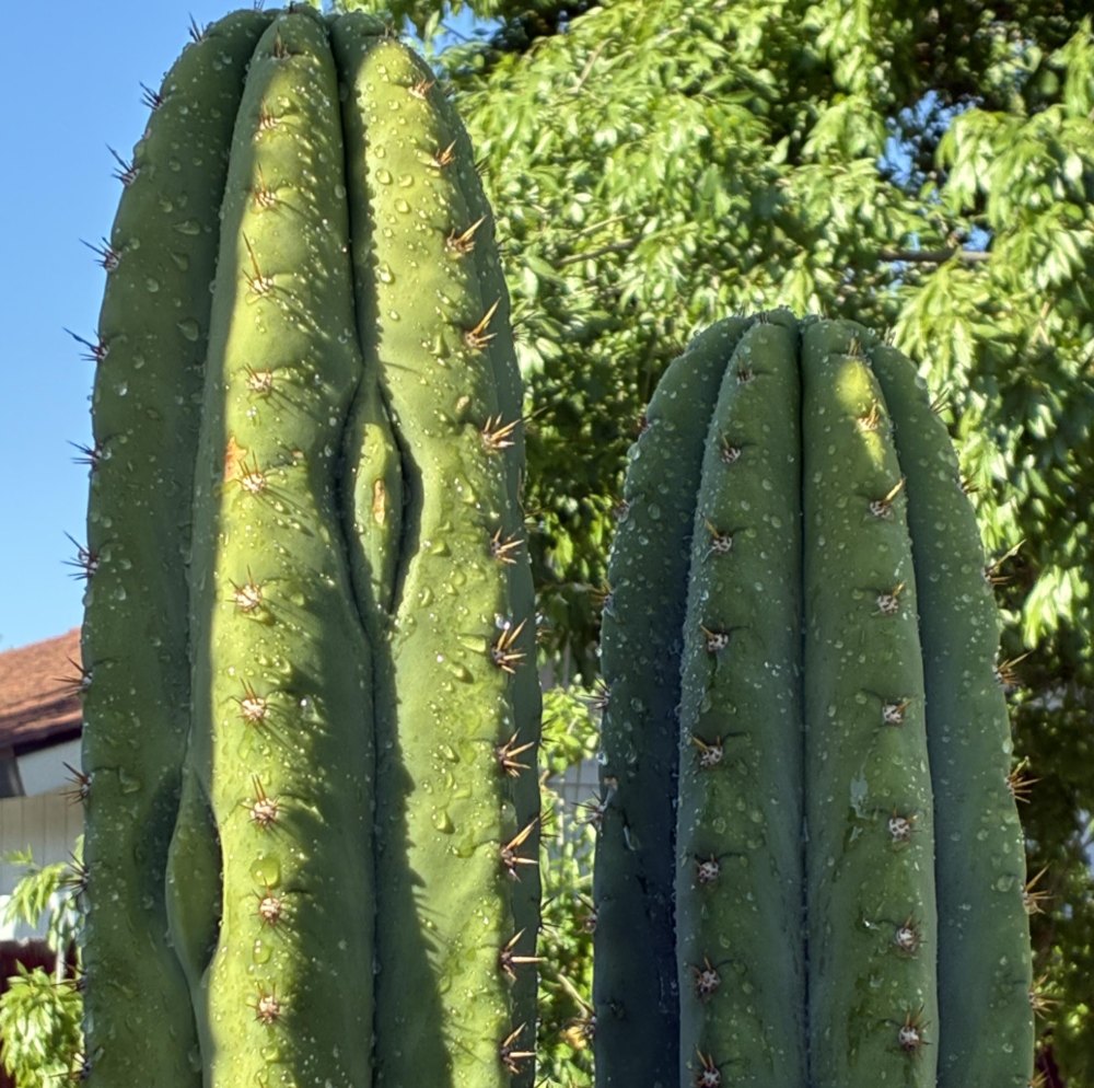 Green cactus columns with yellow spines and visible surface marks against a blue sky