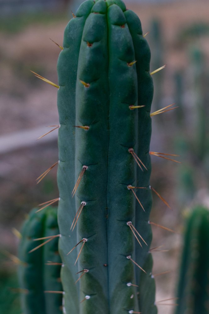 Close view of green Wowie x Yowie cactus ribs and spines in the collection